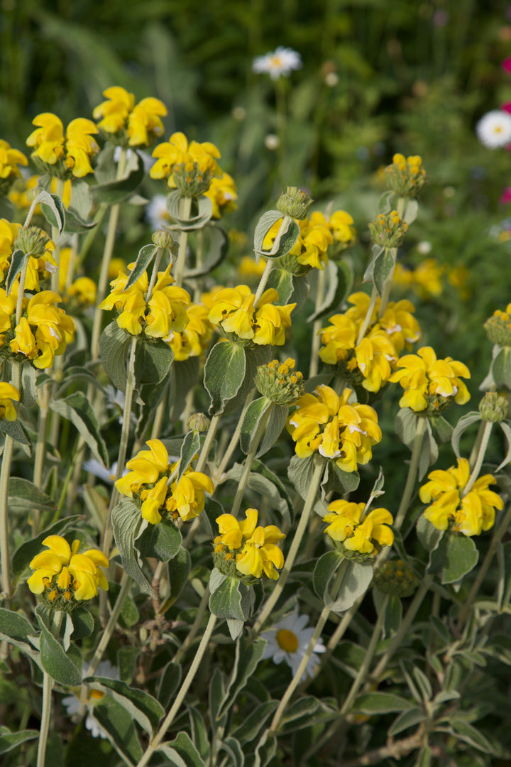 Phlomis fruticosa AGM