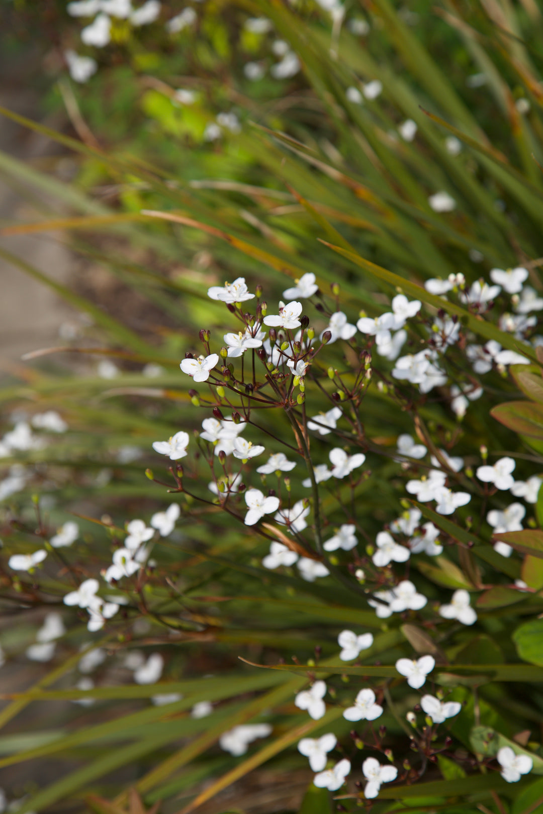 Libertia ixioides 'Helen Dillon Form'