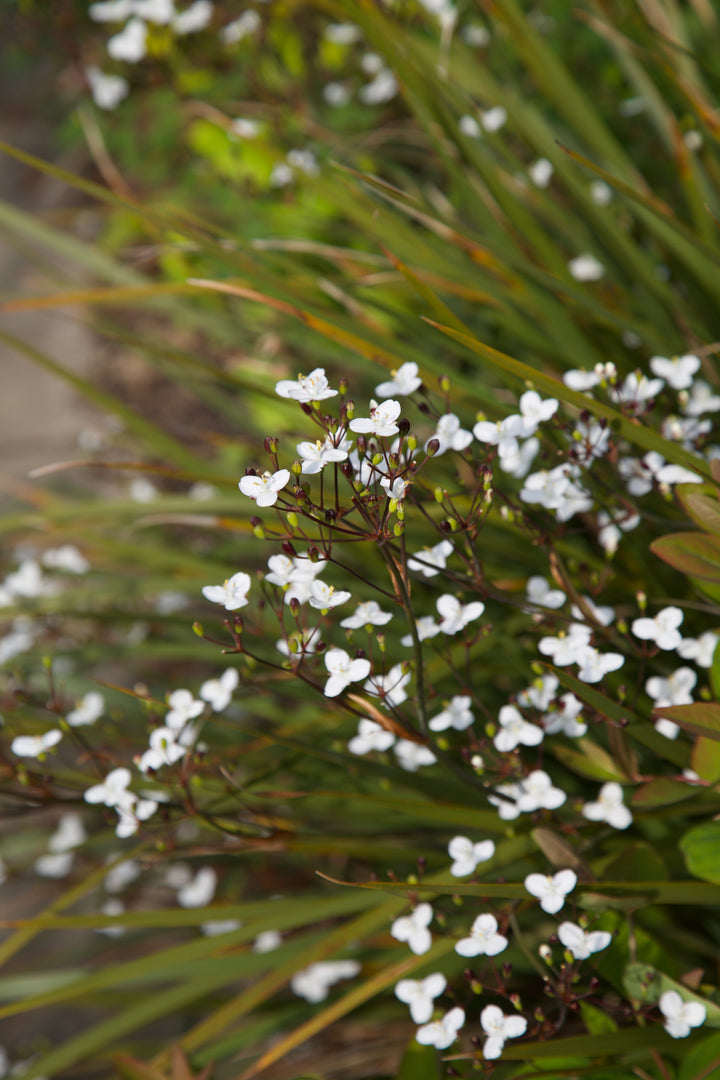 Libertia ixioides 'Helen Dillon Form'