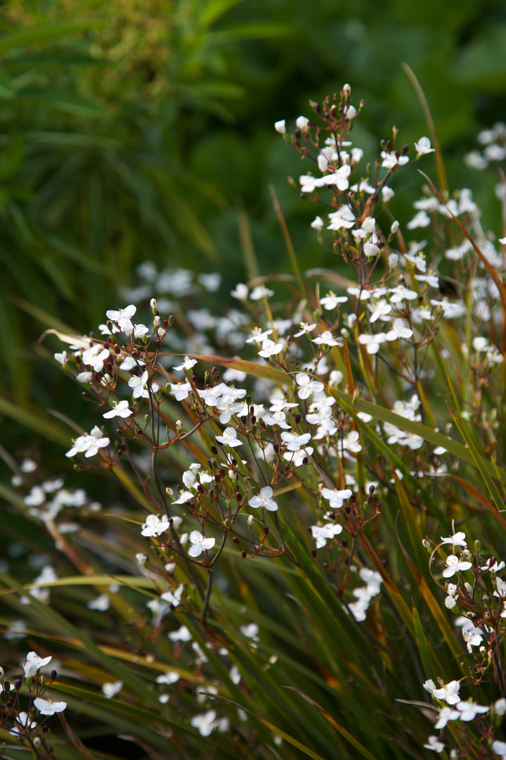 Libertia ixioides 'Helen Dillon Form'