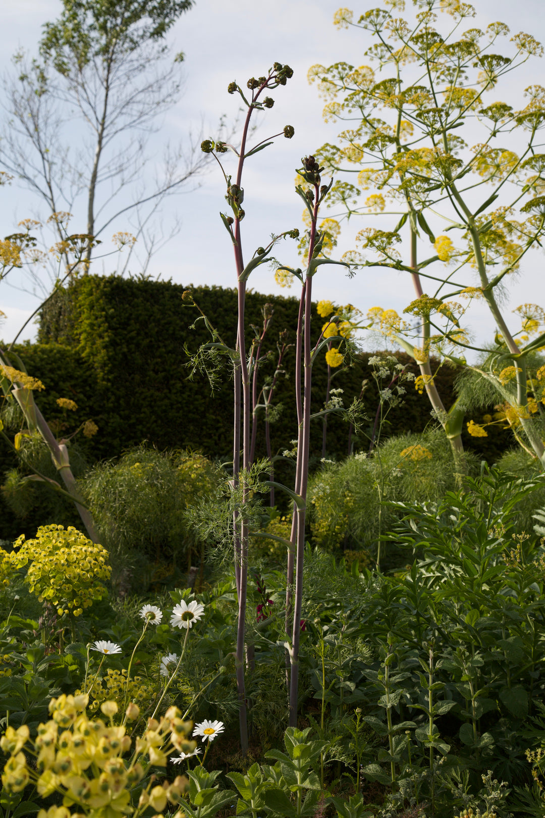 Ferula communis subsp. glauca