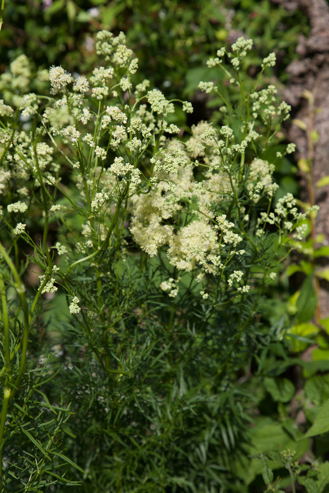 Thalictrum lucidum