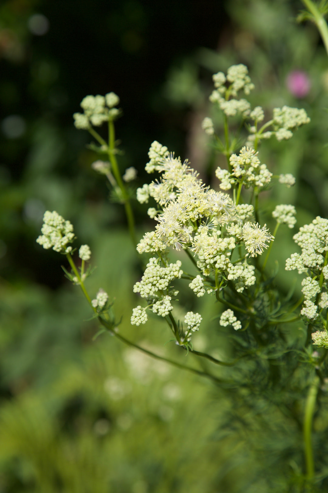 Thalictrum lucidum