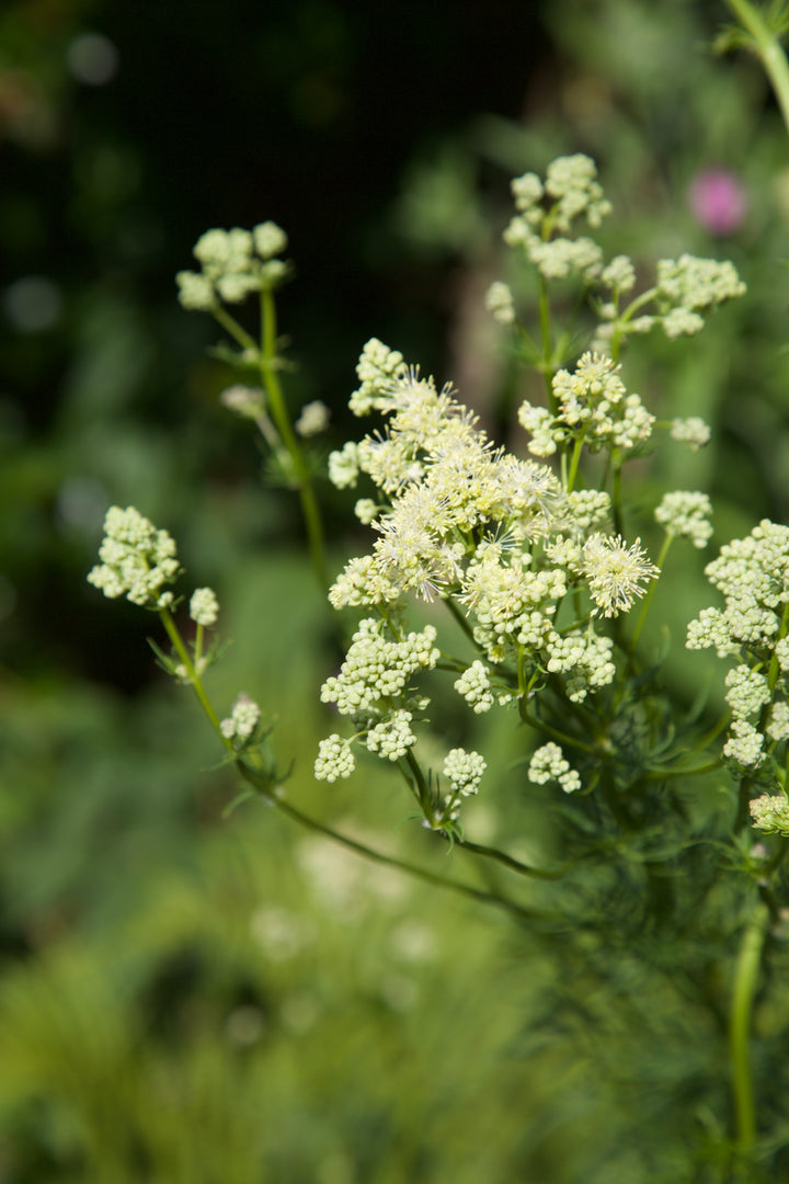 Thalictrum lucidum
