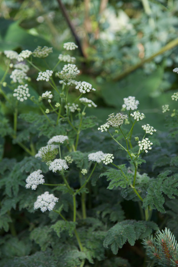 Chaerophyllum azoricum