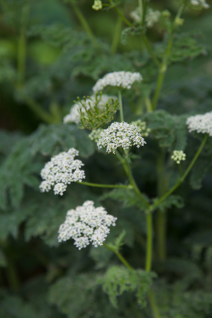 Chaerophyllum azoricum