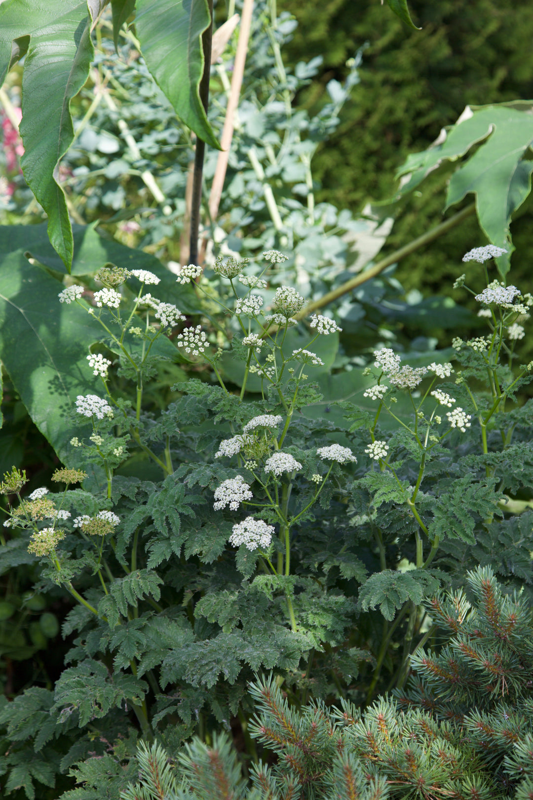 Chaerophyllum azoricum