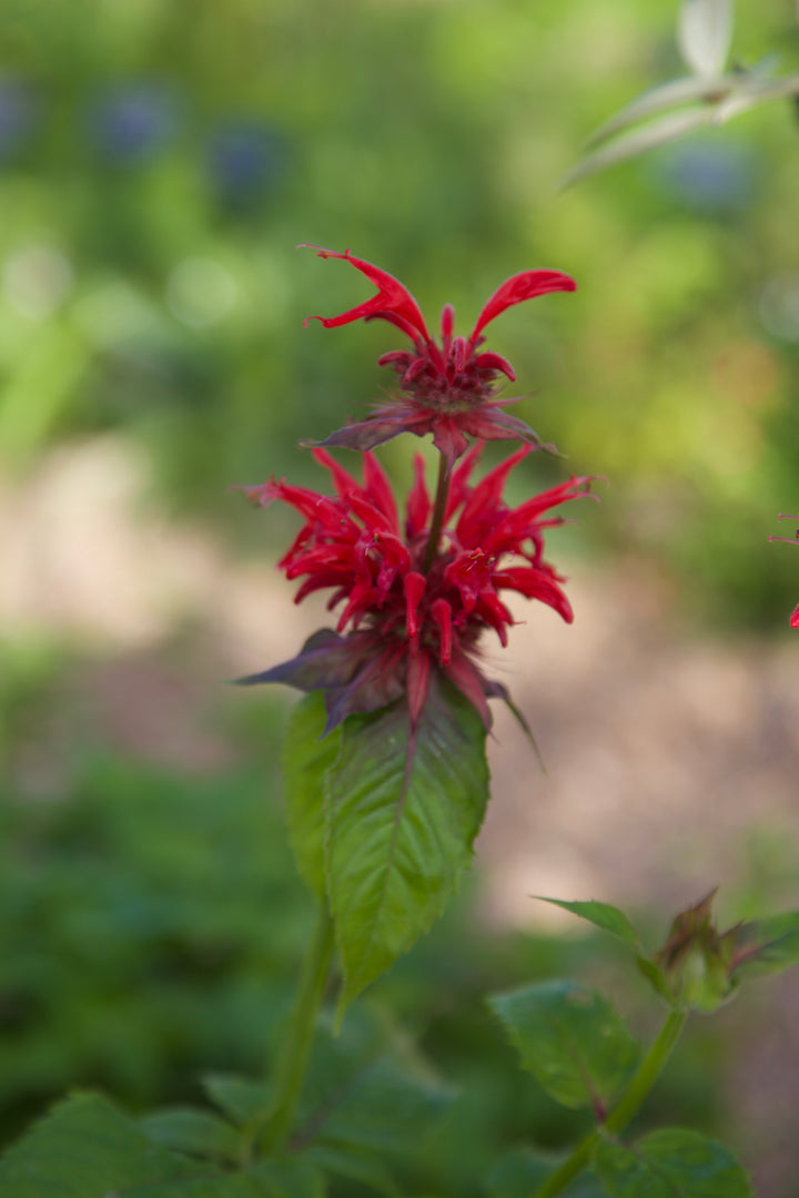 Monarda 'Gardenview Scarlet' AGM