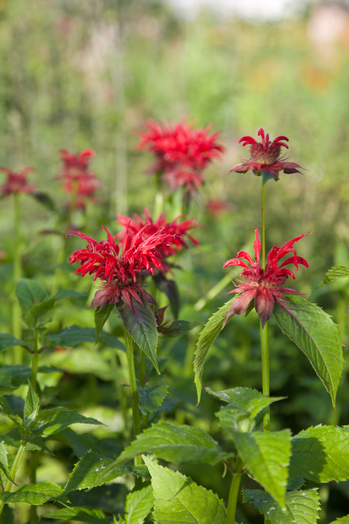 Monarda 'Gardenview Scarlet' AGM