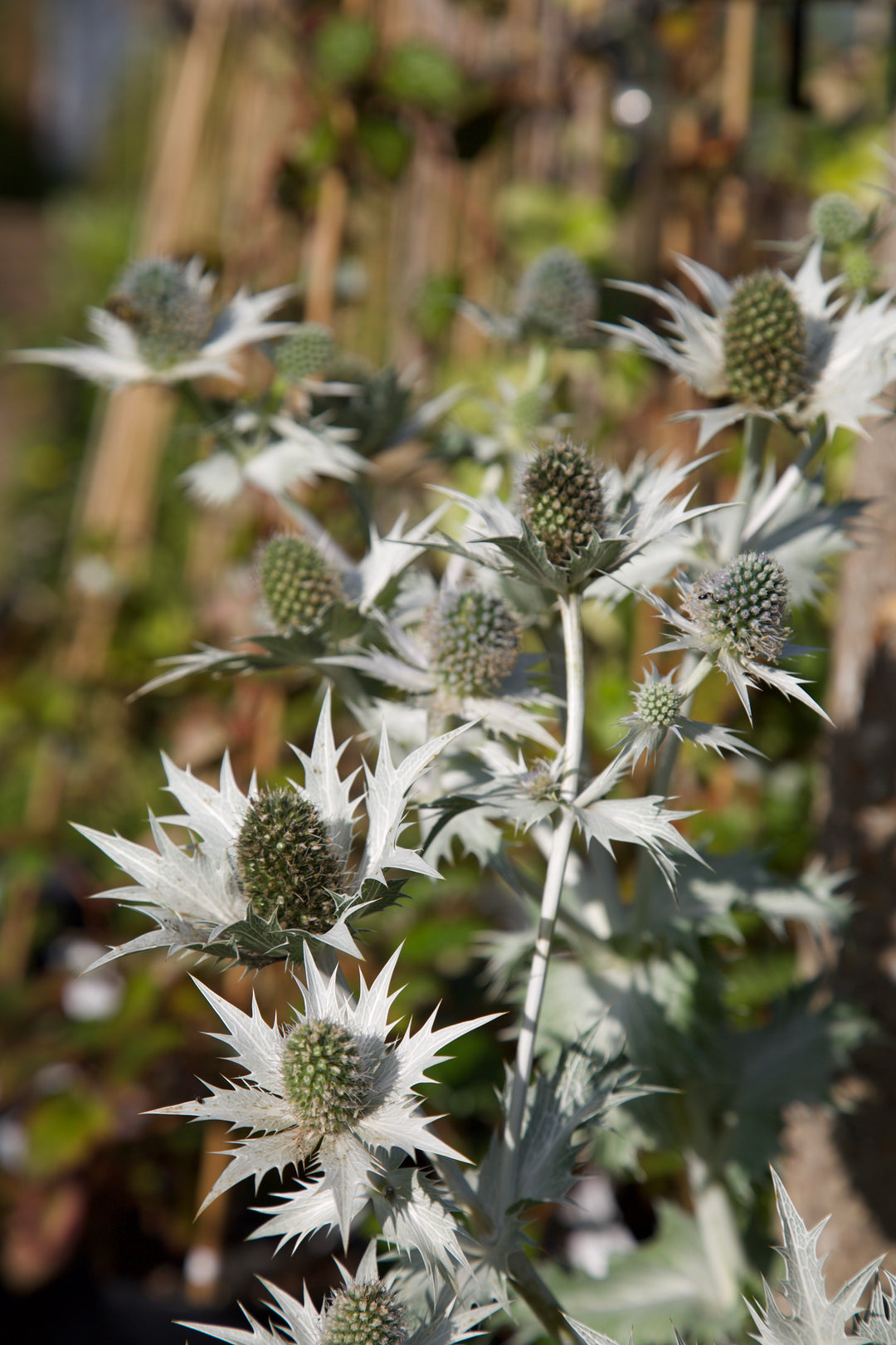 Eryngium giganteum AGM