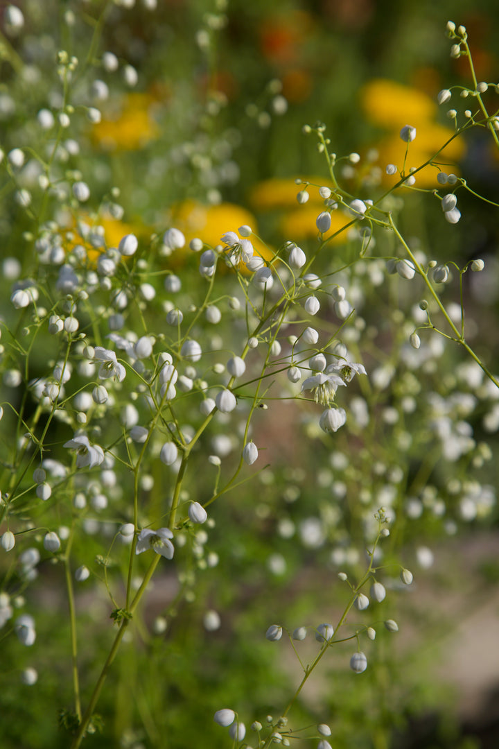 Thalictrum 'Splendide White' AGM