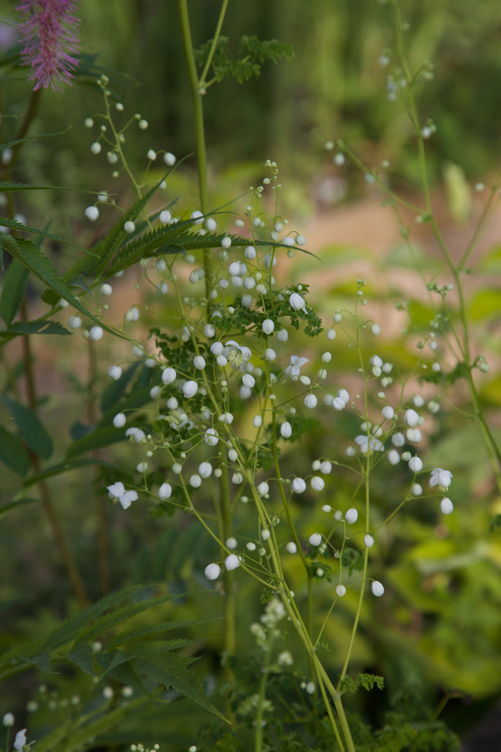Thalictrum 'Splendide White' AGM