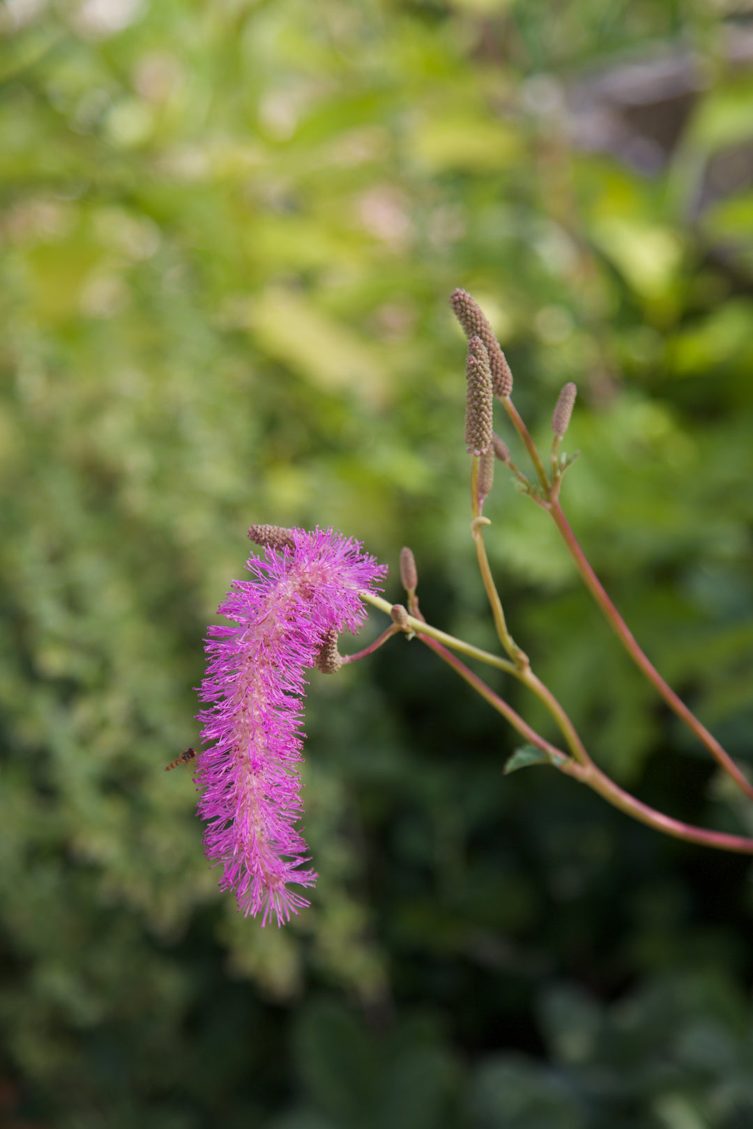 Sanguisorba hakusanensis 'Lilac Squirrel'