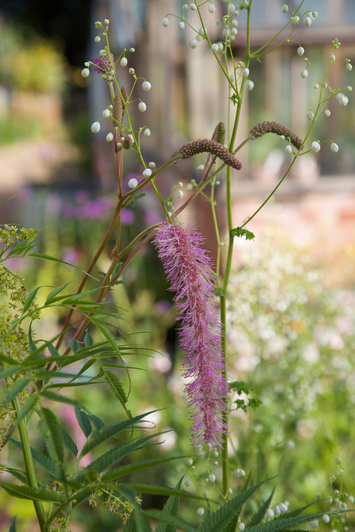 Sanguisorba hakusanensis 'Lilac Squirrel'