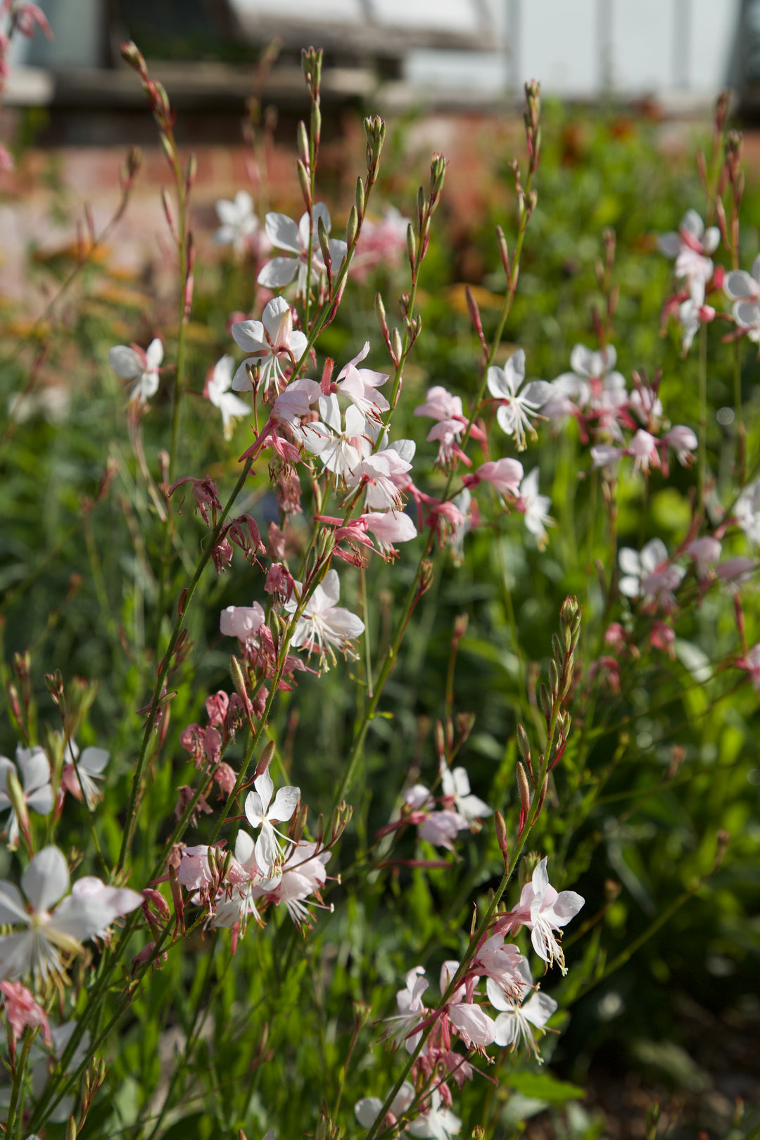 Oenothera lindheimeri 'The Bride'