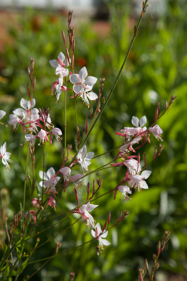 Oenothera lindheimeri 'The Bride'