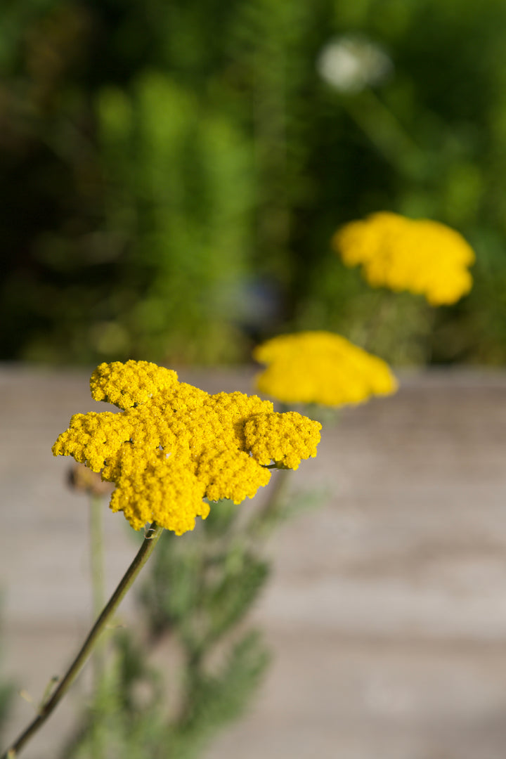 Achillea filipendulina 'Gold Plate'