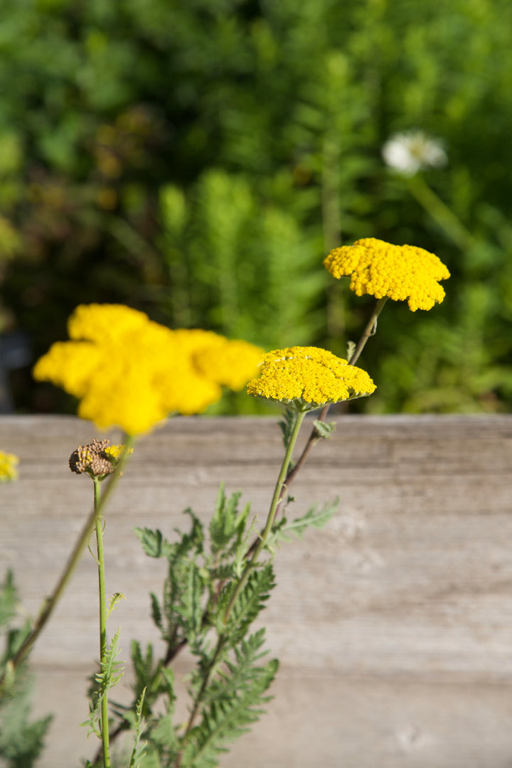 Achillea filipendulina 'Gold Plate'