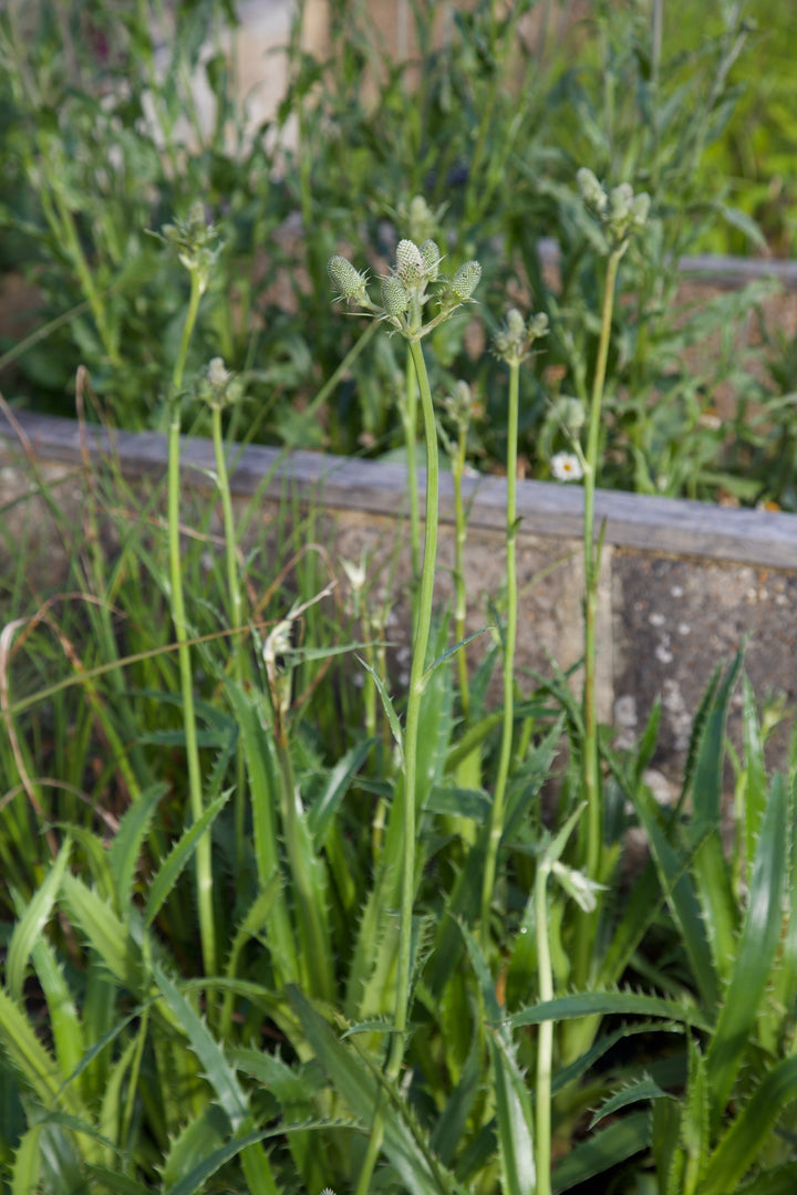 Eryngium agavifolium