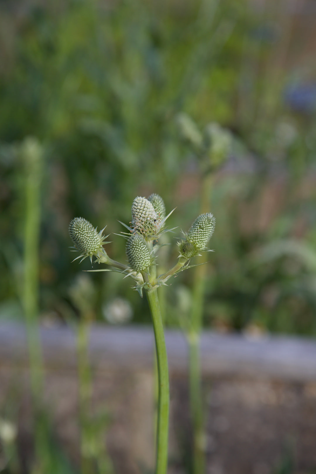 Eryngium agavifolium