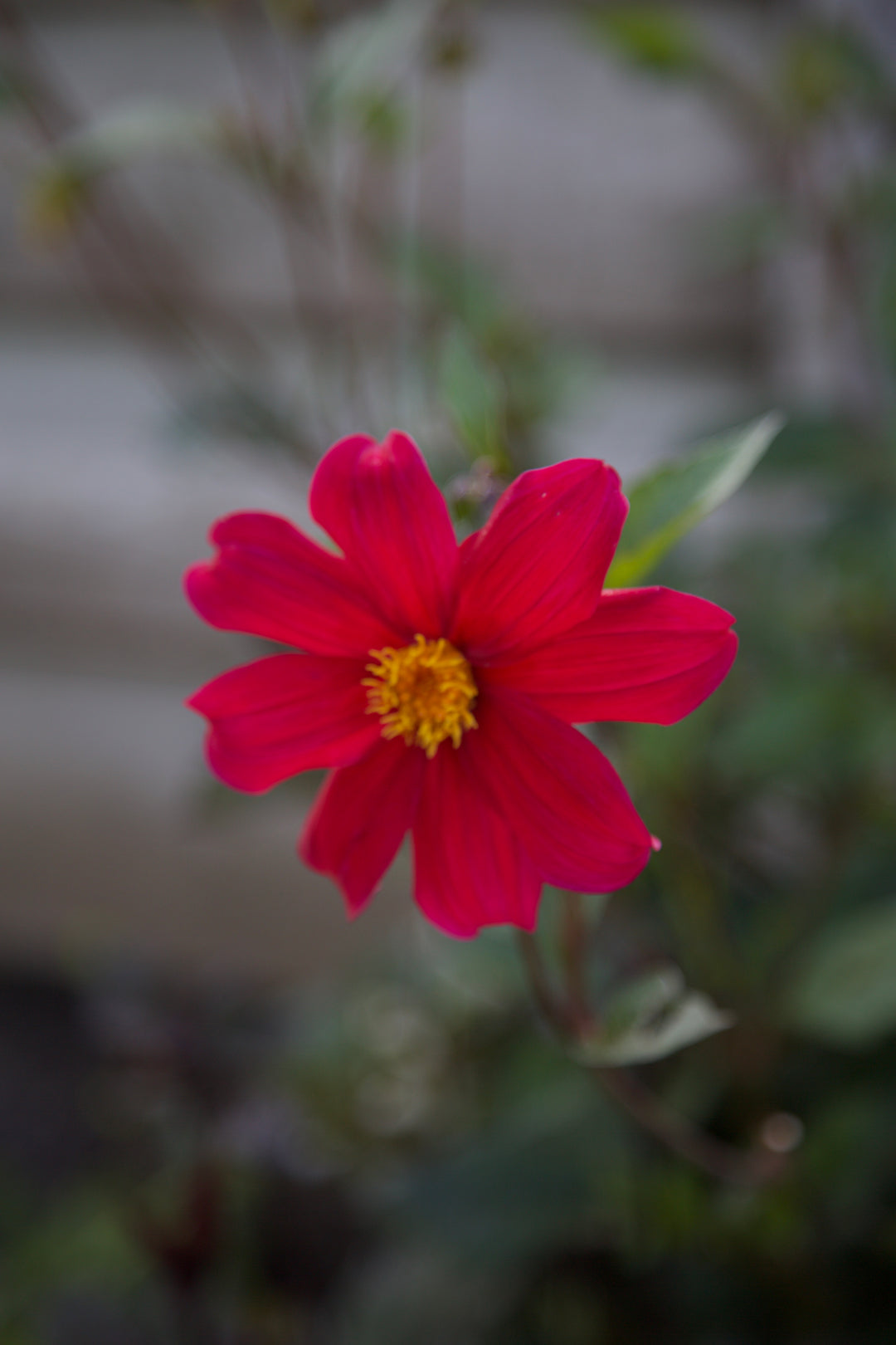 Dahlia coccinea 'Lady Mary Keen'