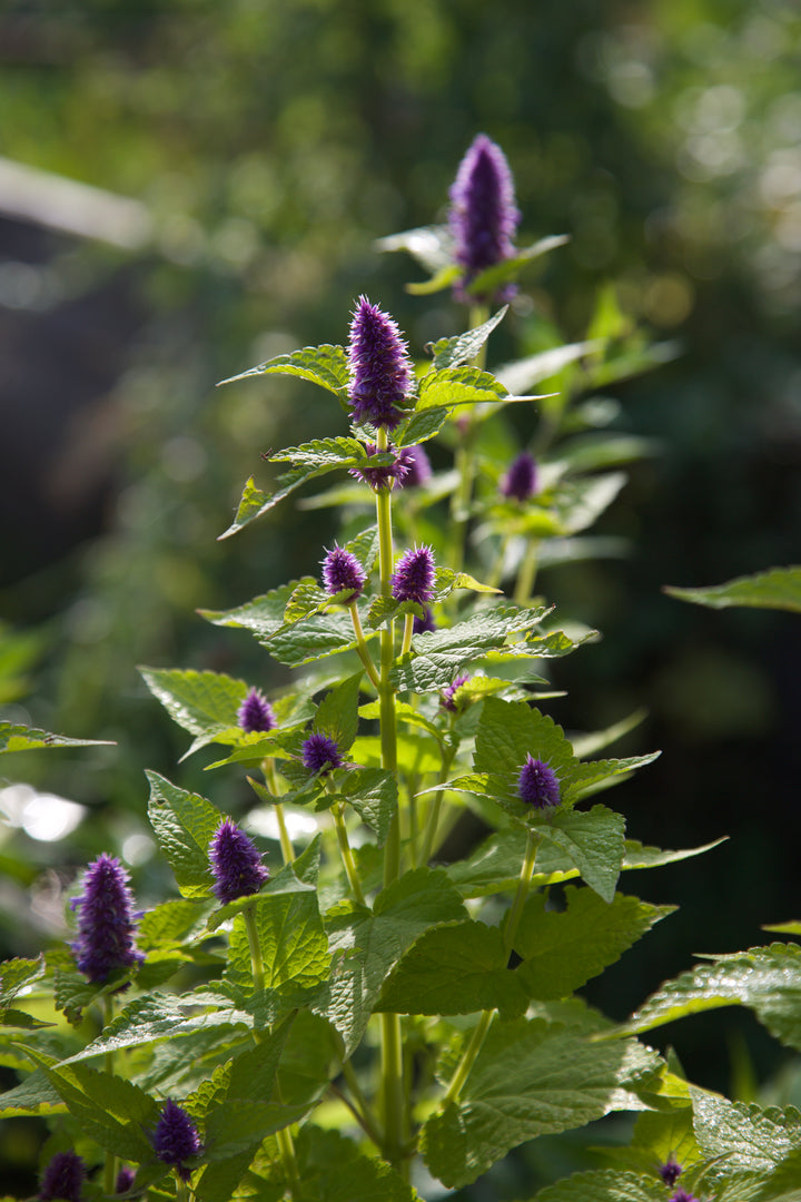 Agastache rugosa 'Golden Jubilee'