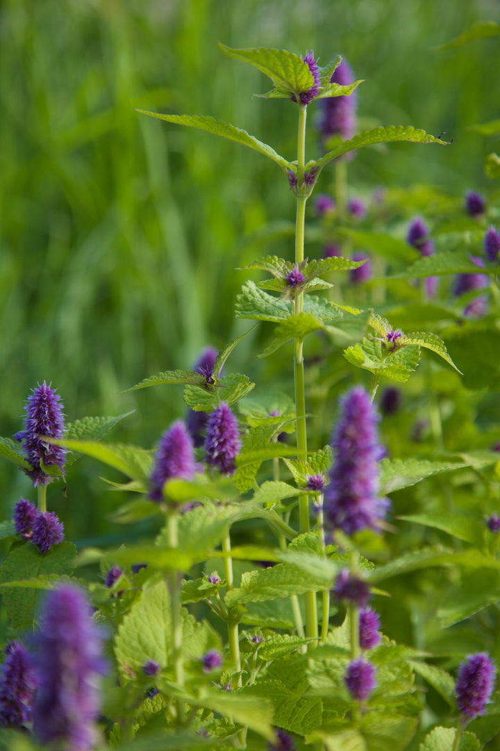 Agastache rugosa 'Golden Jubilee'