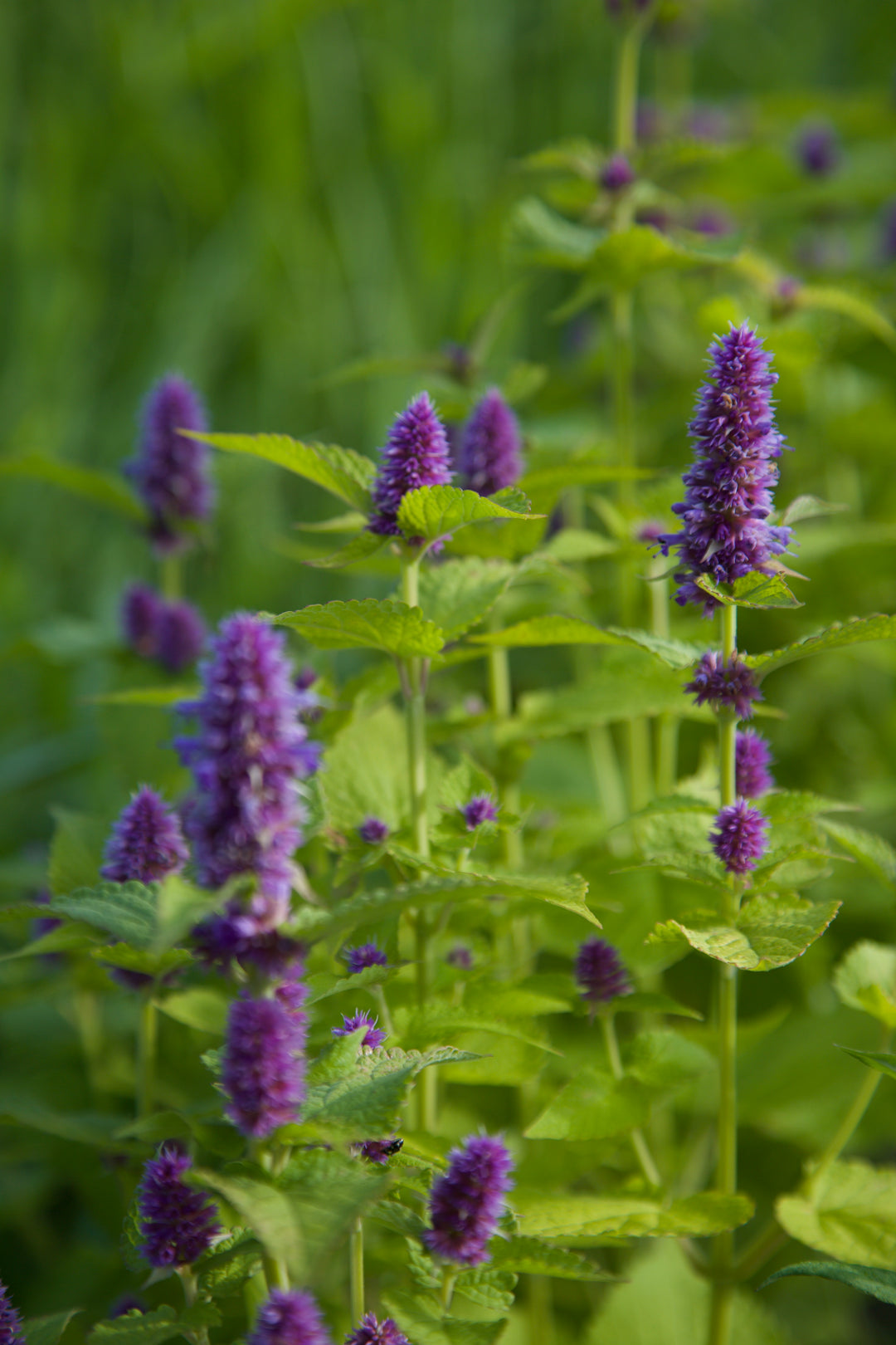 Agastache rugosa 'Golden Jubilee'