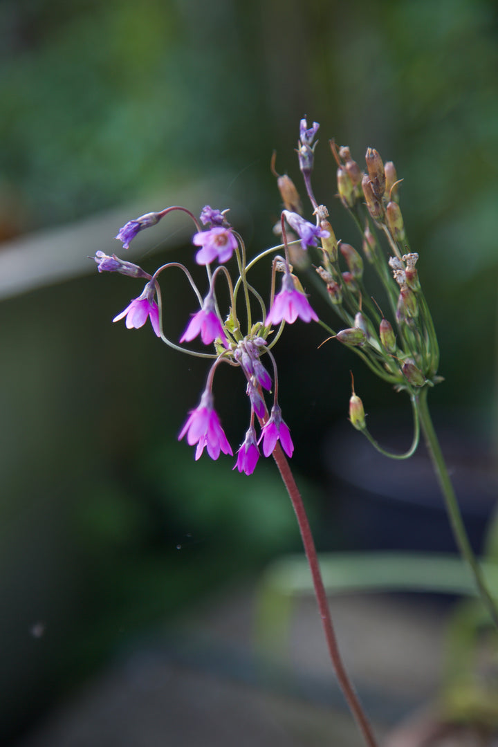 Primula matthioli