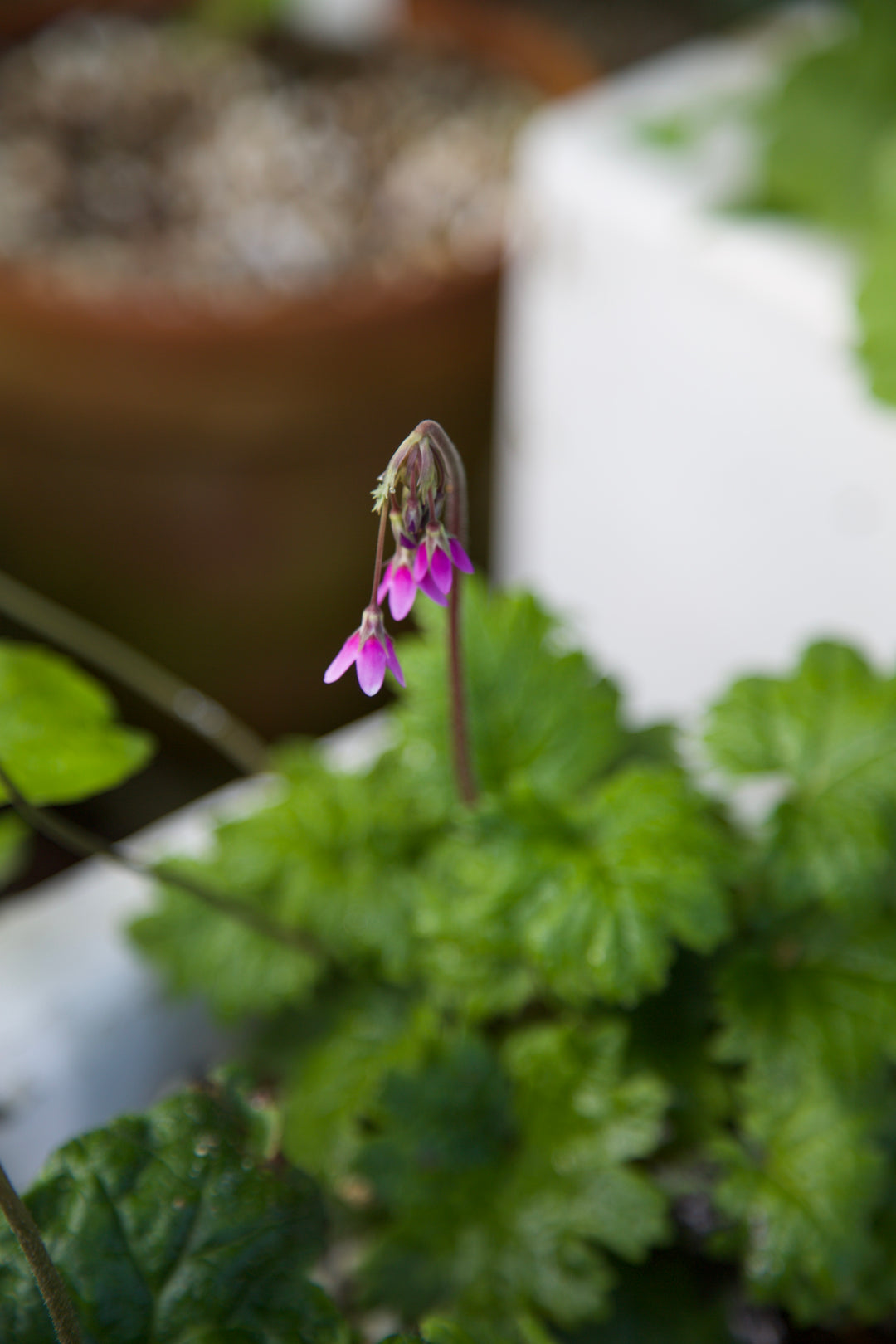 Primula matthioli