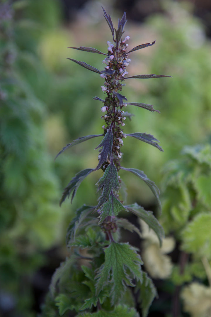 Leonurus cardiaca 'Grobbebol'