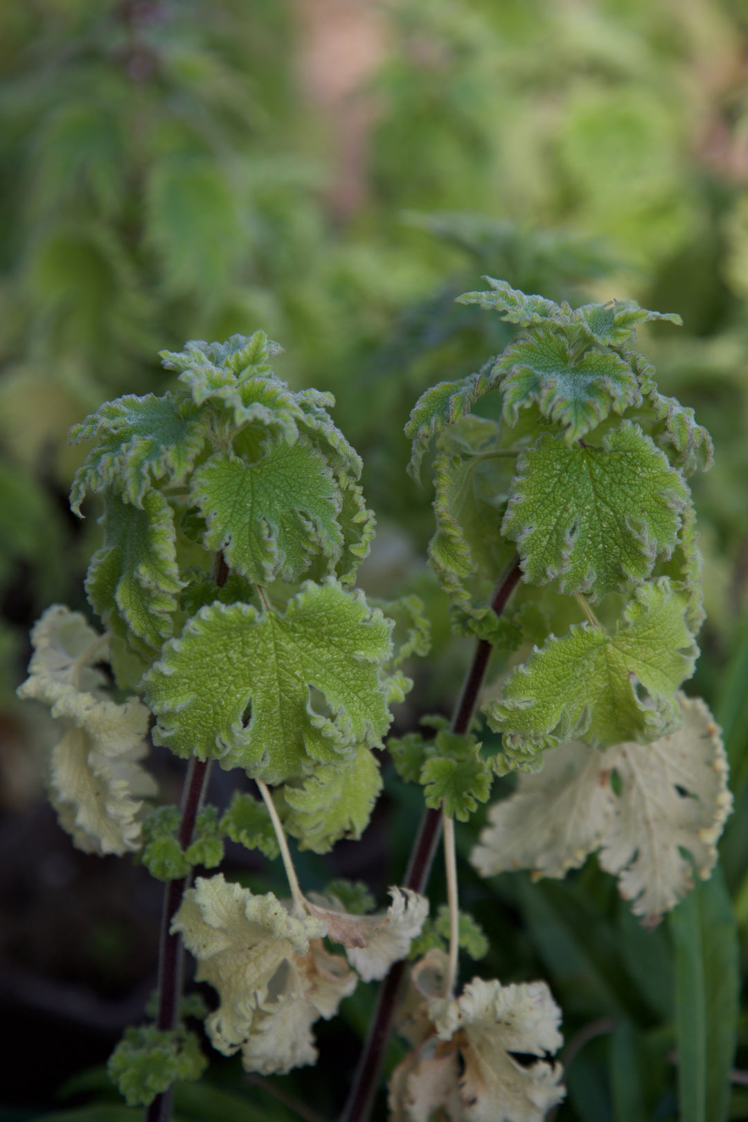 Leonurus cardiaca 'Grobbebol'