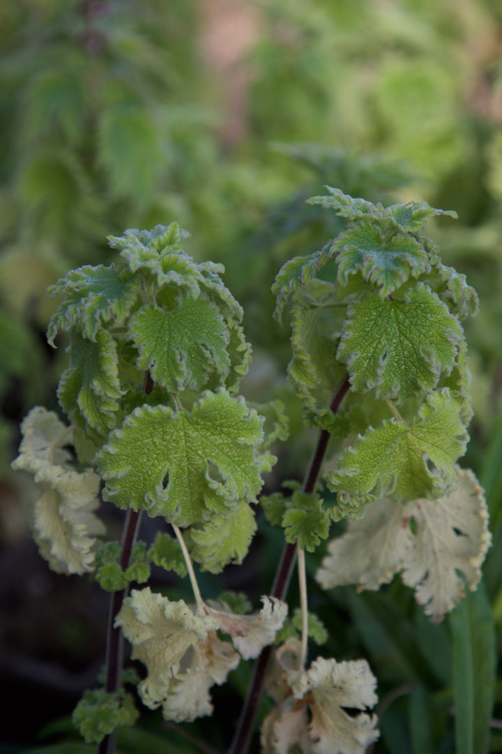 Leonurus cardiaca 'Grobbebol'