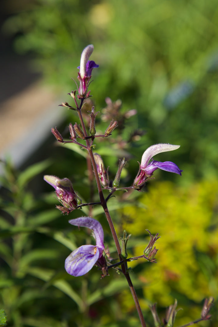 Brillantaisia subulugurica