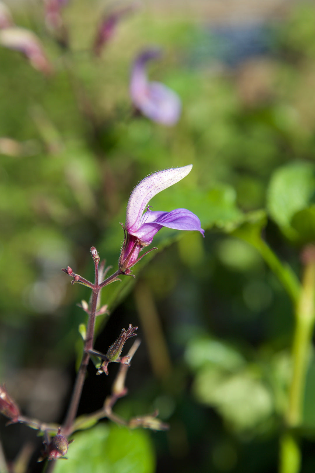 Brillantaisia subulugurica