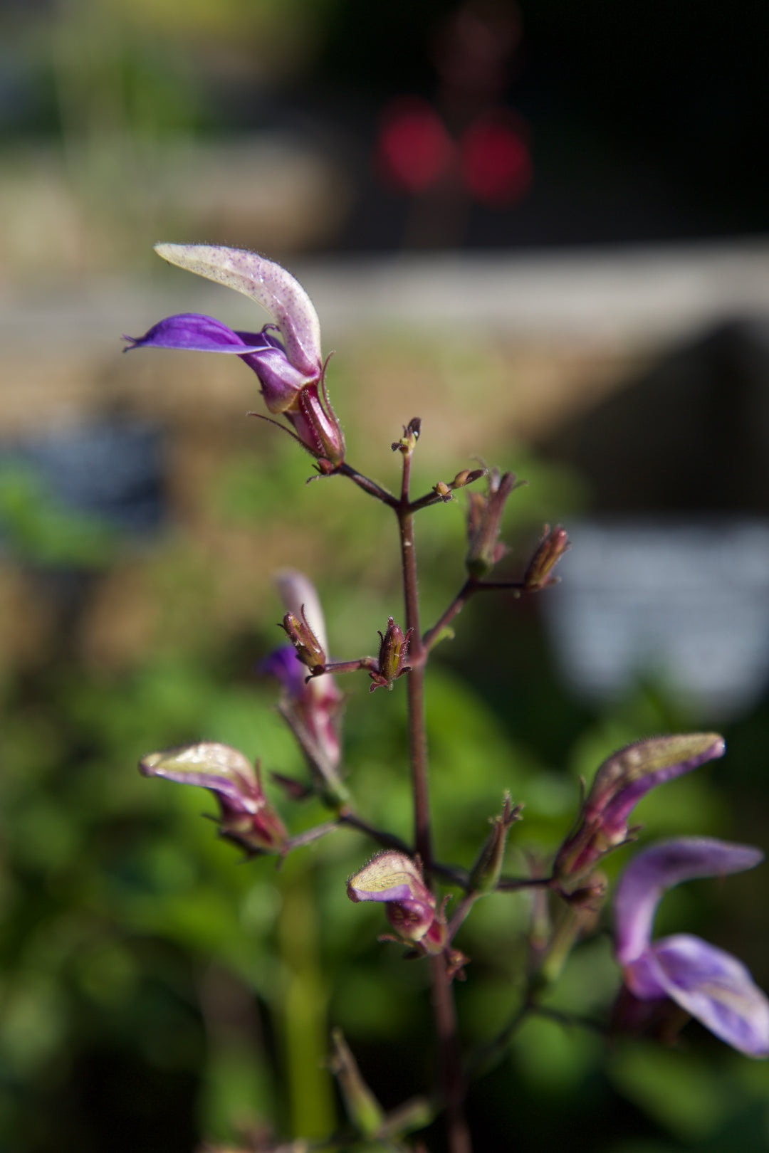 Brillantaisia subulugurica