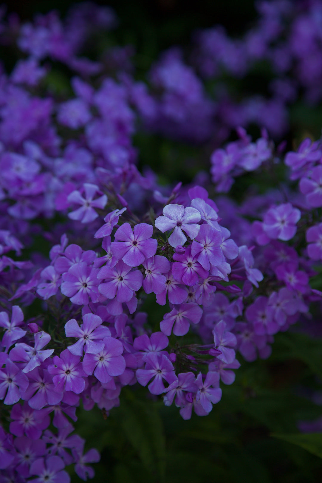 Phlox paniculata 'Long Border Mauve'