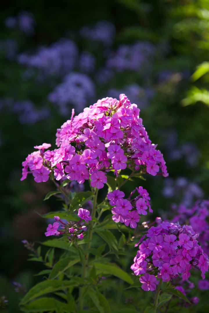 Phlox maculata 'Princess Sturdza'  AGM