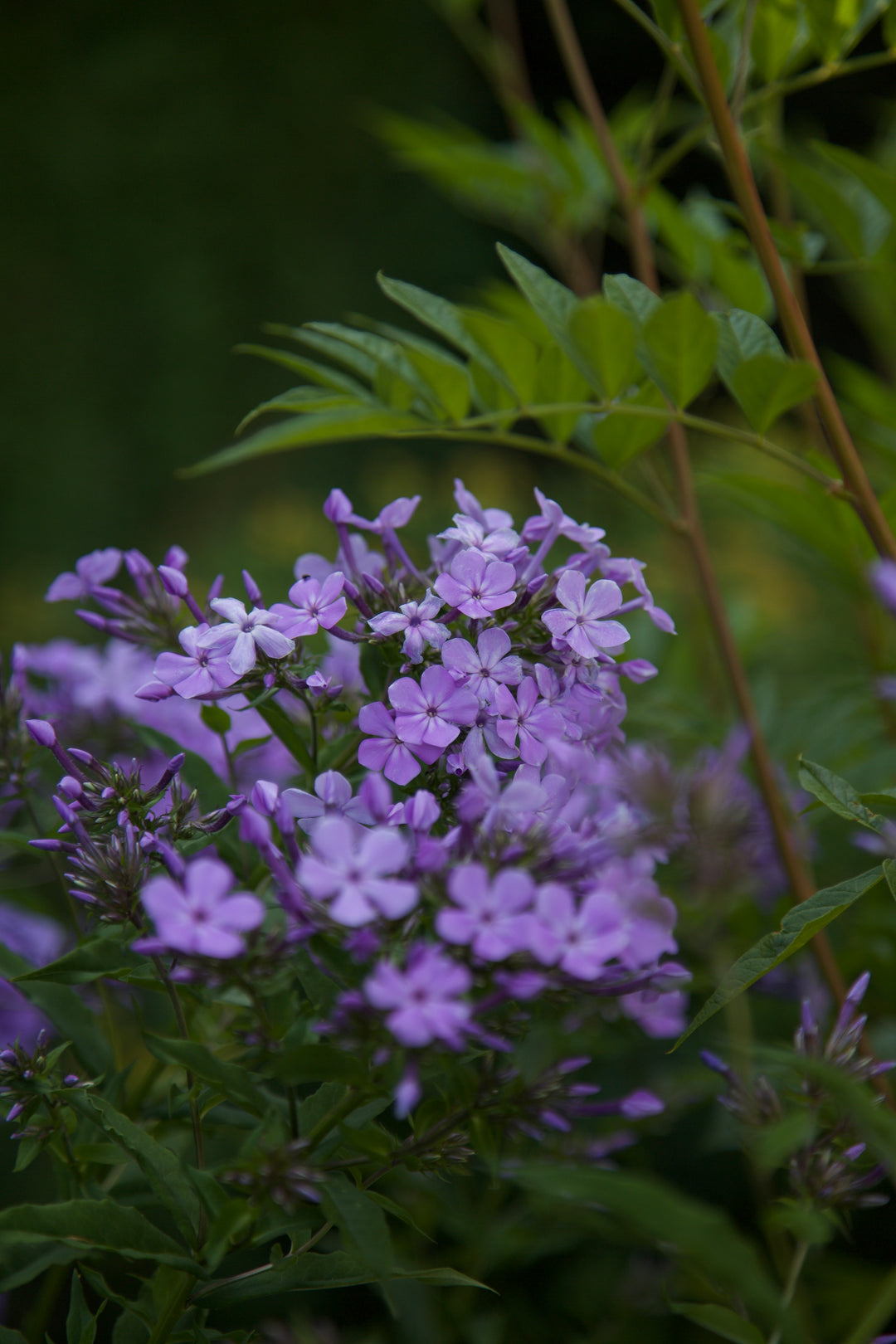 Phlox paniculata wild form 'Margery Fish'