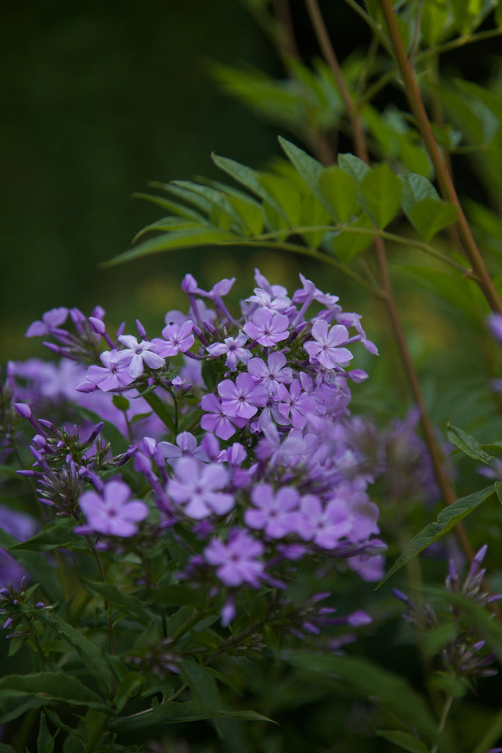Phlox paniculata wild form 'Margery Fish'