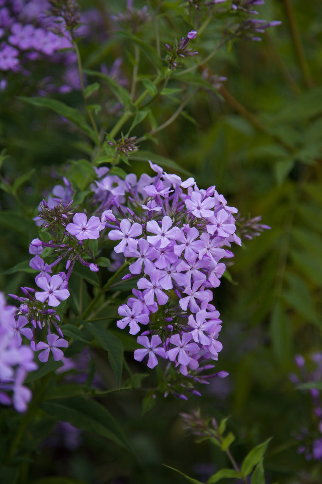 Phlox paniculata wild form 'Margery Fish'