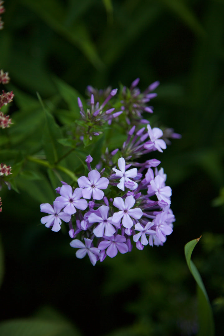 Phlox paniculata wild form 'Margery Fish'