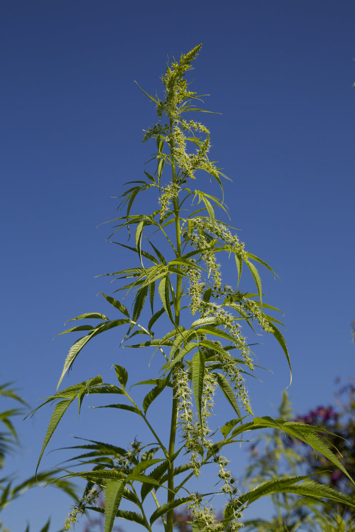 Datisca cannabina
