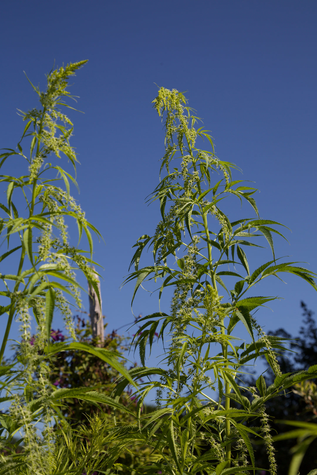 Datisca cannabina