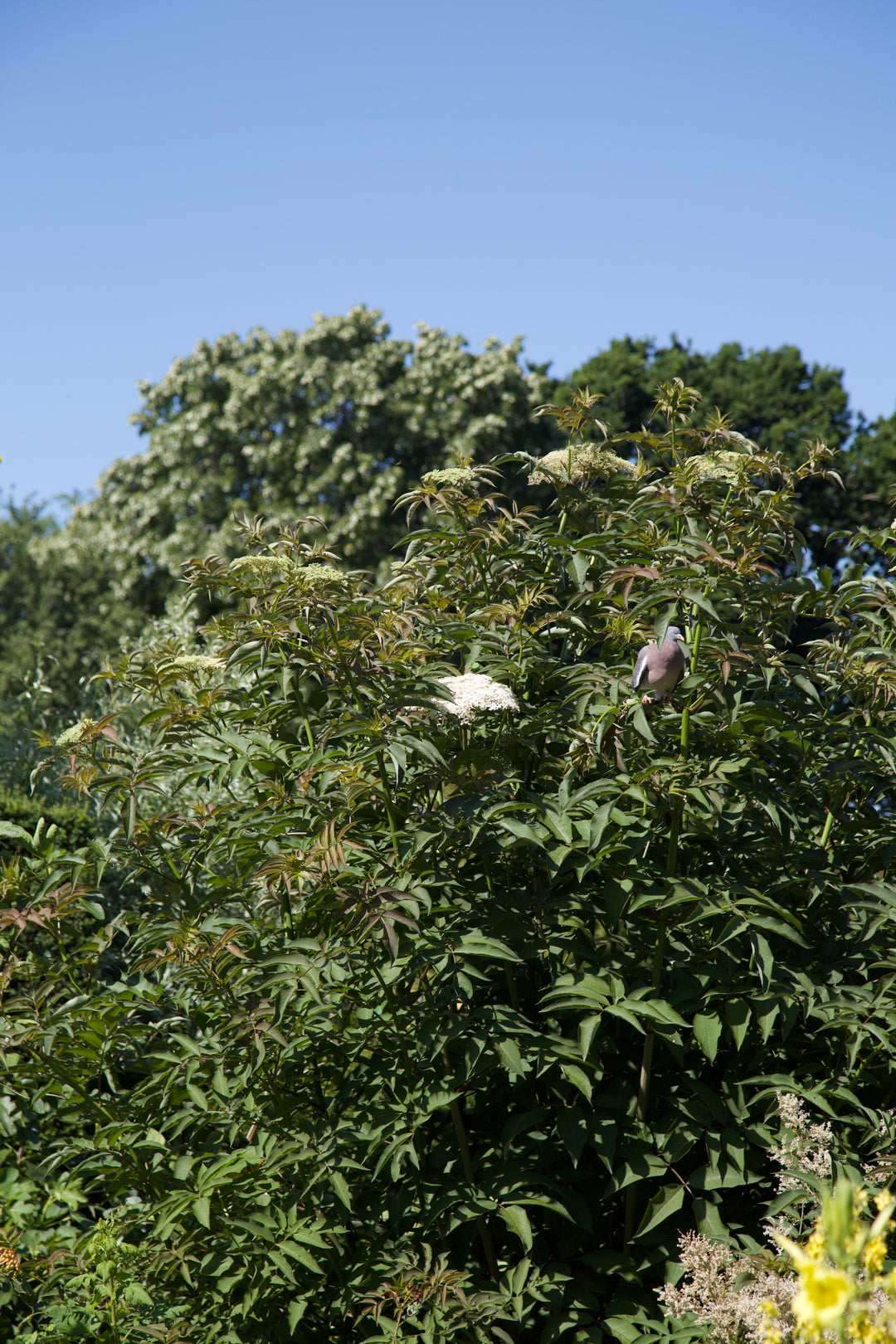 Sambucus 'Gate into Field'