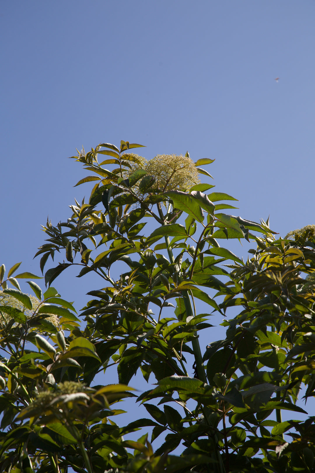 Sambucus 'Gate into Field'