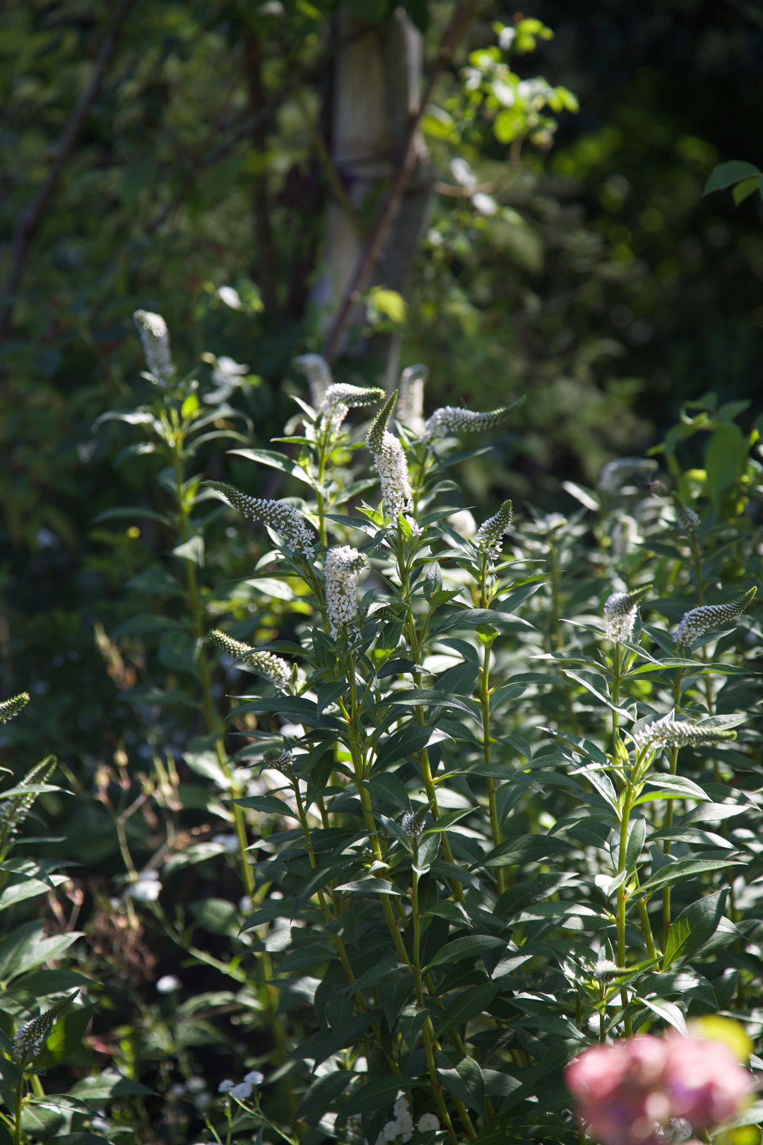 Lysimachia clethroides AGM