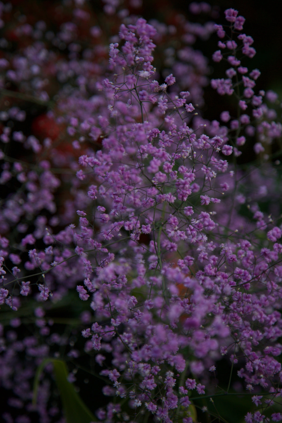 Thalictrum delavayi 'Hewitt's Double'