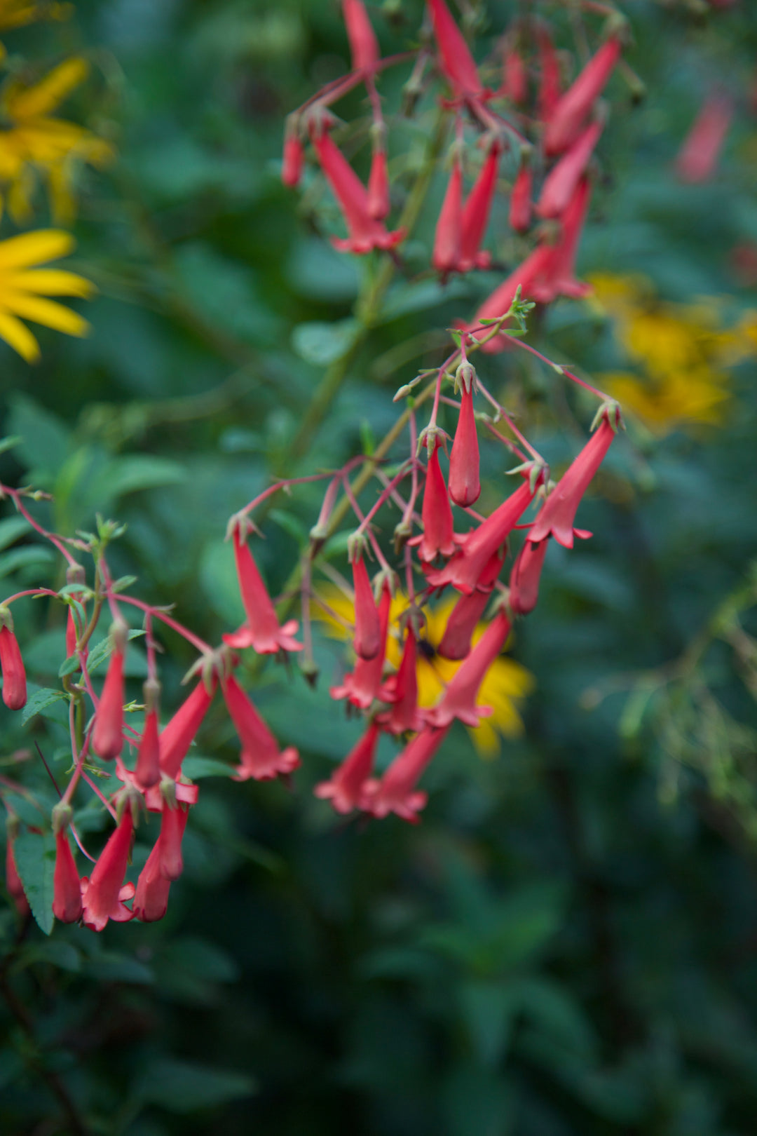 Phygelius x rectus 'African Queen' AGM