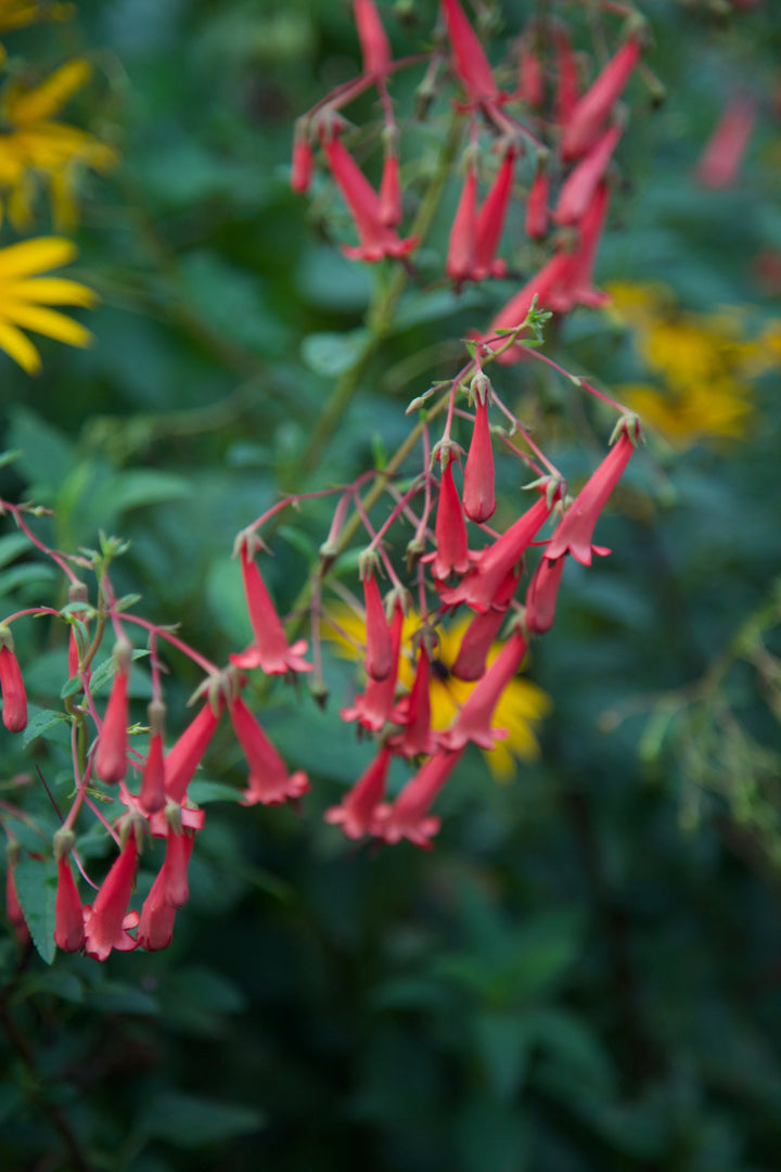 Phygelius x rectus 'African Queen' AGM